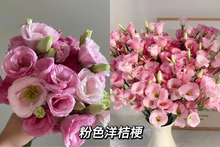 Pink Eustoma - Image 1