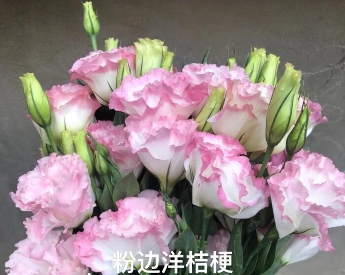 Pink-edged Eustoma - Image 1