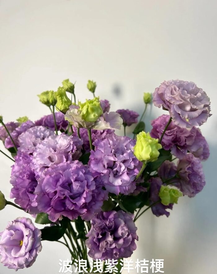 Ruffled Light Purple Eustoma - Image 1