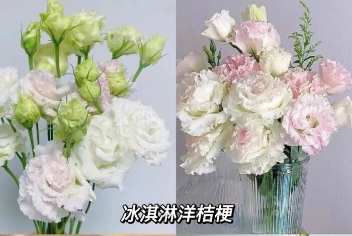 Ice Cream Eustoma - Image 1