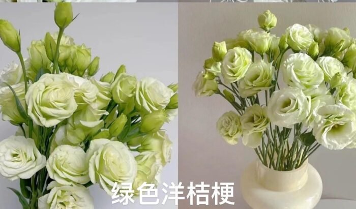 Green Eustoma - Image 1
