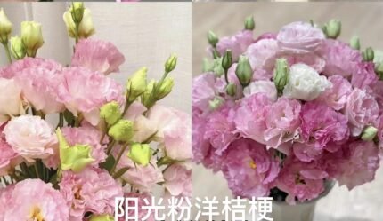 Sunny Pink Eustoma