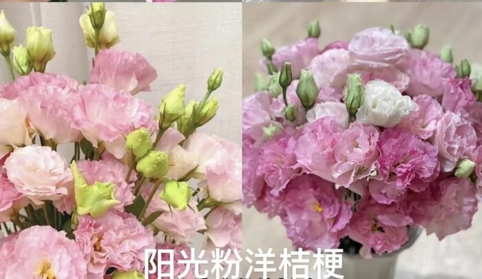 Sunny Pink Eustoma - Image 1