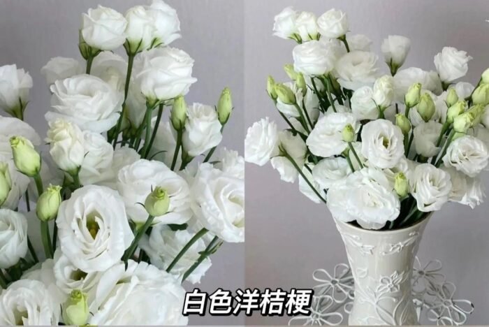 White Eustoma - Image 1